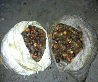 Kumpulkan Ceceran Buah Sawit, Dua Nenek-nenek di Rohul Dipolisikan PTPN V